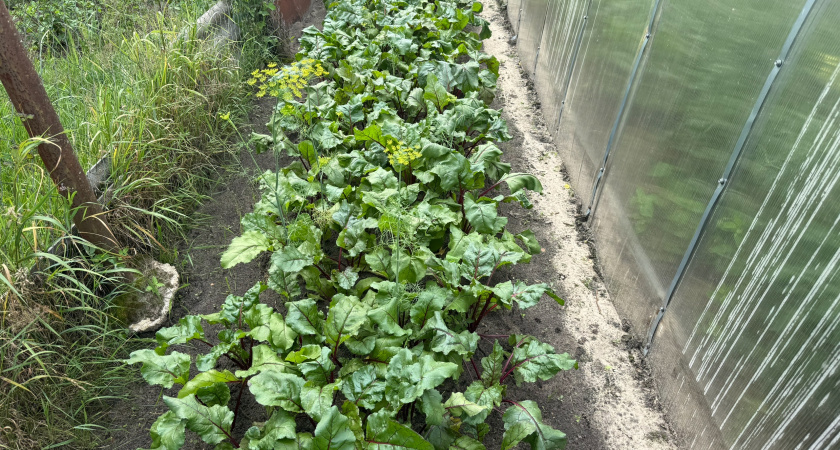 Сладкая свёкла вырастает там, где играет солнце играет и сговорилась земля – вот в чем секрет