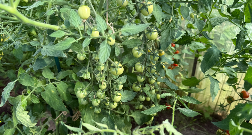 Как правильно собрать семена томатов: рекомендации эксперта