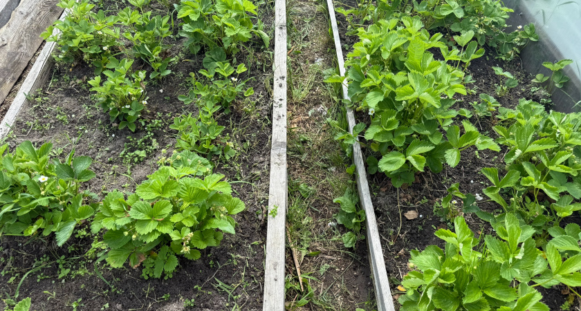 Осенью поливаю клубнику раствором из 3 ингредиентов — весной клубника взорвется урожаем