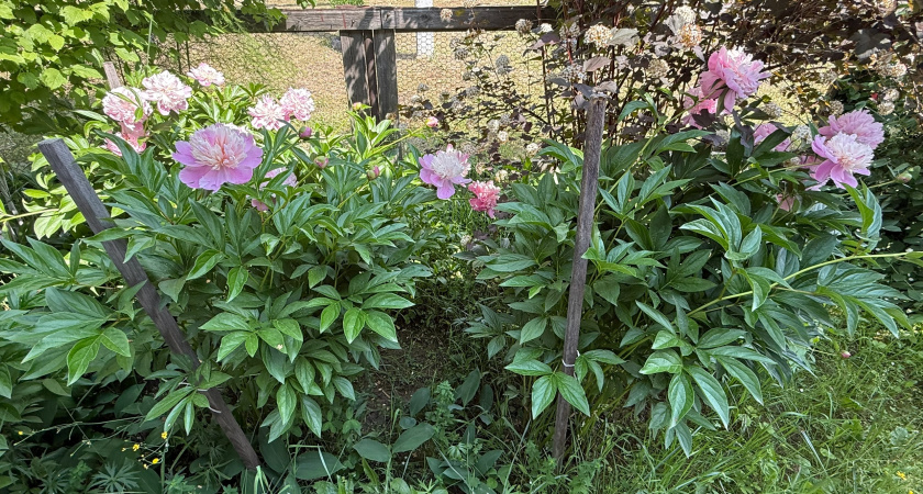 Сентябрьский секрет пионов: одна подкормка и море цветов весной обеспечено