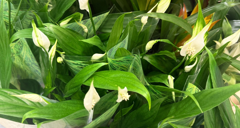 Спатифиллум заполонит весь подоконник — 5 секретов и растение выпустит облака цветов: шоковая бутонизация