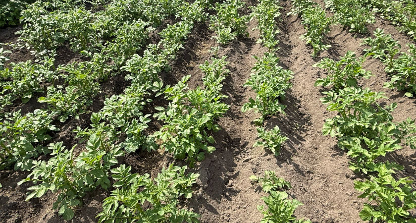 Осенью использую сидераты за 57 рублей – навоз больше не покупаю: в следующем году картошка попрет, как на чернозёме