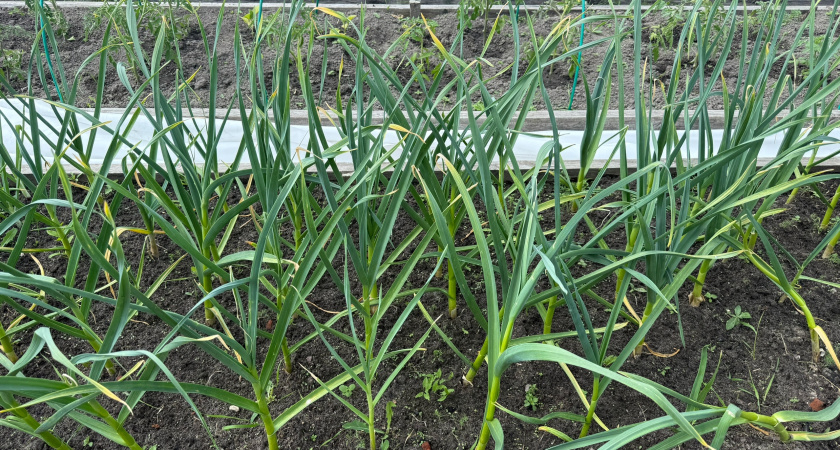 Осенняя посадка чеснока: пролейте грядки простым аптечным средством перед посадкой - вырастет с кулак