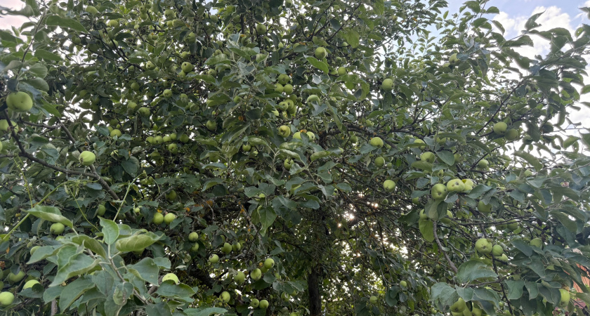 Забыл про неурожайные годы после 1 осенней подкормки. За 15 минут яблони плодоносят ежегодно