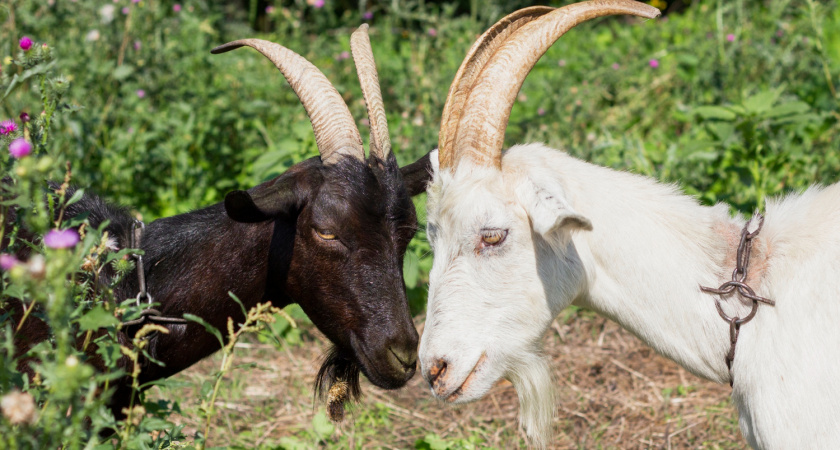 Две козы устроили забег по улице в Воронеже