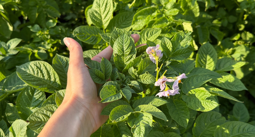 Может ли вырасти картофель без ботвы: объяснение на пальцах для начинающих огородников