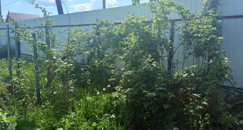 Кидаю 2 горсти под куст малины в сентябре: летом ягоды приходится собирать огромными вёдрами