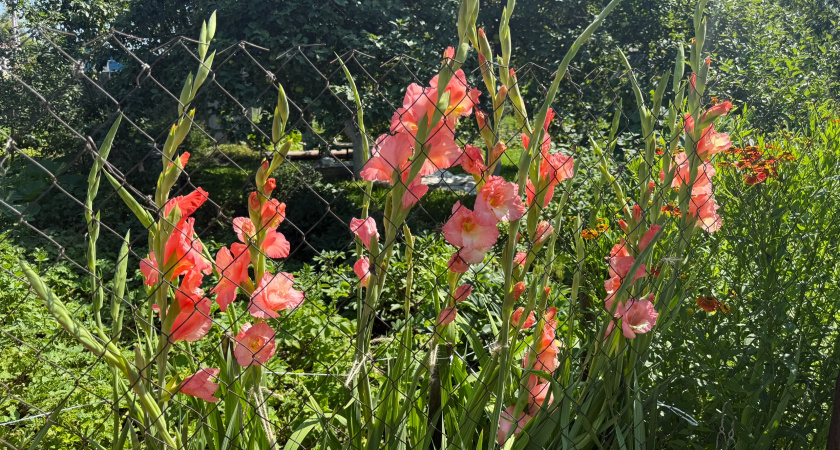 Особенный календарь цветовода: вот почему 30–40 дней могут полностью решить судьбу гладиолусов