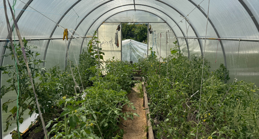Как вернуть здоровье уставшей теплице: спасаем грунт от болезней и вредителей