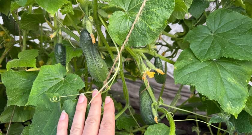 Три самых урожайных сорта огурцов: ещё и на вкус прекрасны – болеть и горчить не будут