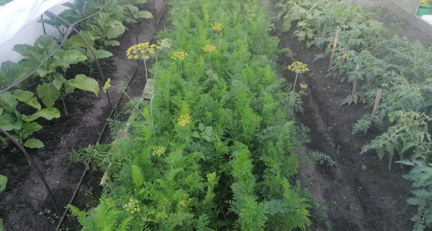 Сею укроп осенью 3 методами. Зелень через 2-3 недели без нитратов и химии