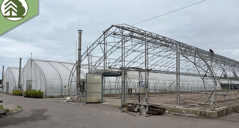 В Воронежском лесопожарном центре ремонтируют две теплицы для выращивания сосны