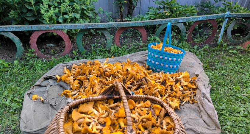 Разрешается ли продавать собранные в лесу грибы: ответ «Роскачества»