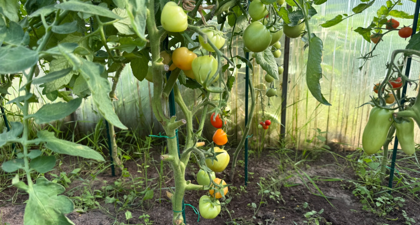 Томаты нового поколения: 10 сортов, которые покорят ваше сердце в следующем сезоне