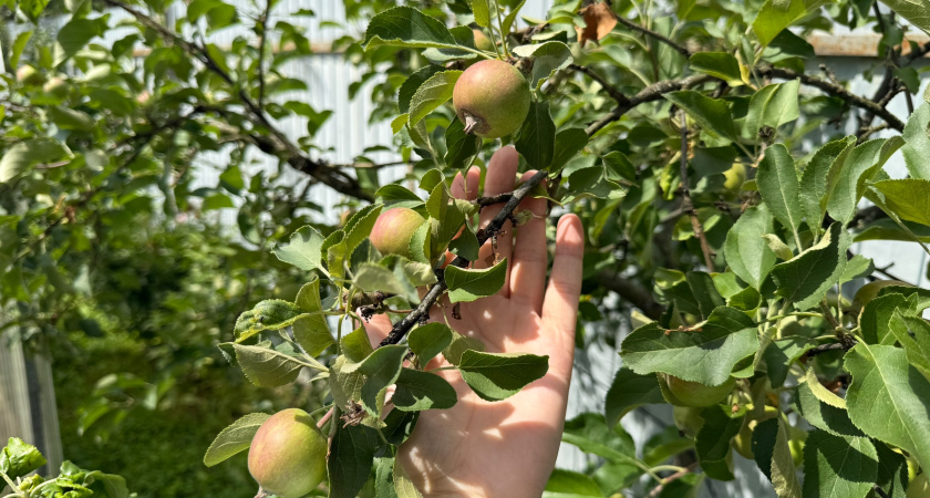 На даче закон и порядок: вот в каких случаях можно собирать плоды с соседского дерева