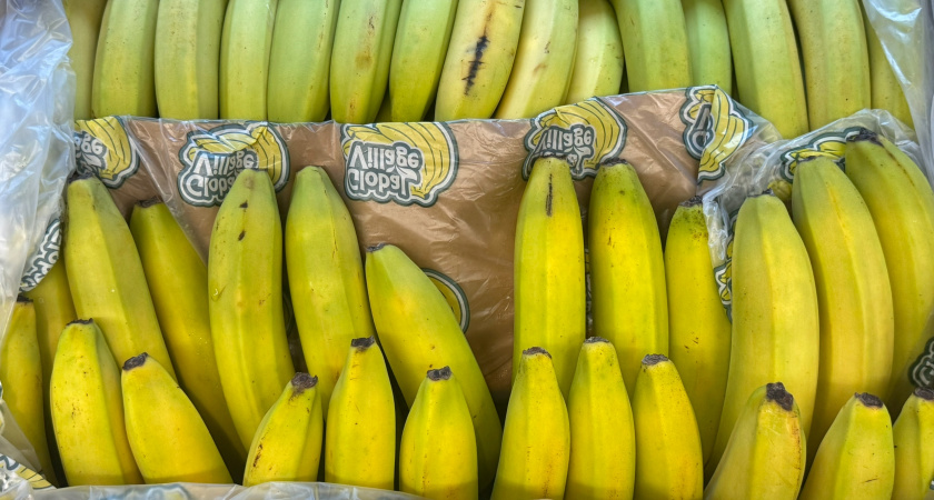Бананы скоро вымрут: популярной ягоде угрожают температура и грибок — да-да, банан — это ягода и трава одновременно