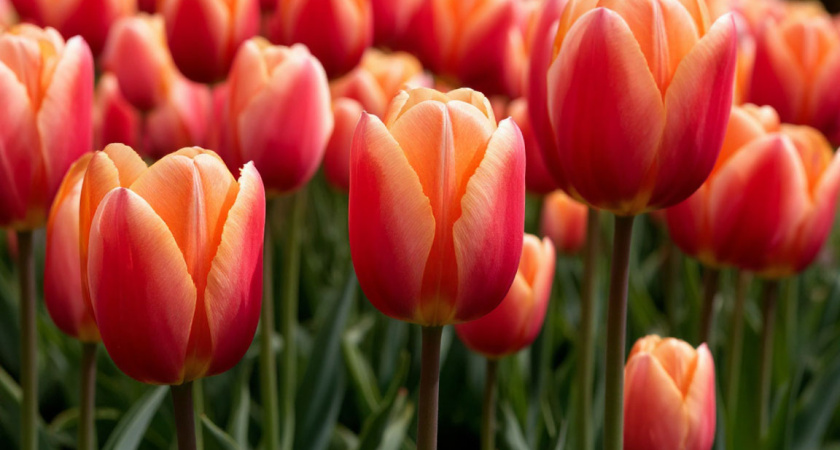 Пятерка красивейших сортов тюльпанов для вашего сада: если посадите осенью — весной будете наблюдать удивительное цветение