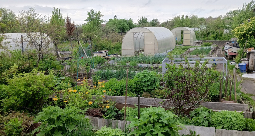 Сочетание народных методов и науки: как выгнать с огорода белокрылку далеко и надолго