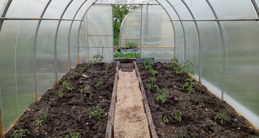 Костная мука и табачная пыль: натуральная подкормка и защита для почвы