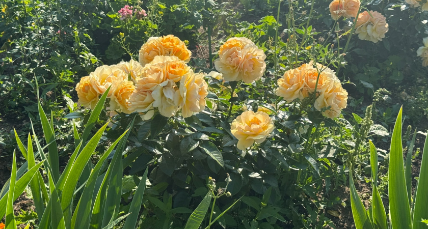 3 чудесных многолетника для самых ленивых — в сентябре посадил и забыл лет на 10