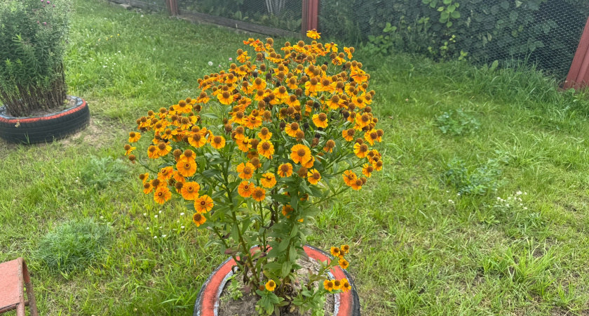 Отказался от петуний после открытия 7 неприхотливых многолетников осенью. Теперь цветник радует без ежедневного ухода