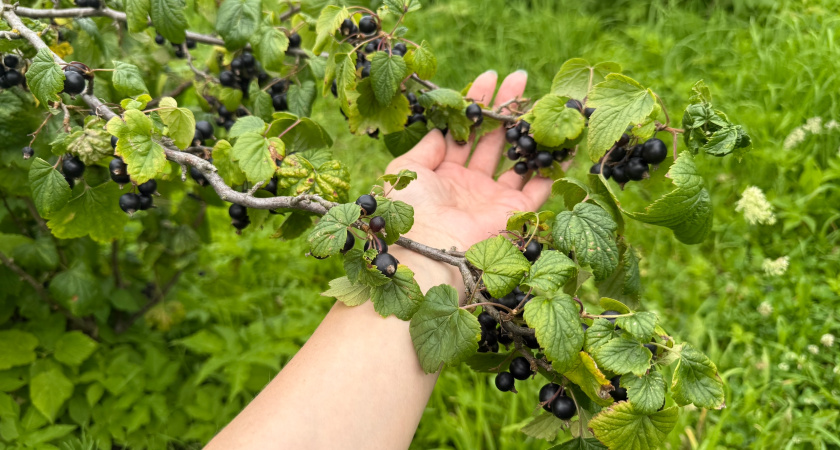 Использую подкормку для смородины до 1 октября: всего 3 ст.л. на 10 литров — кусты будут «спать» даже в мороз