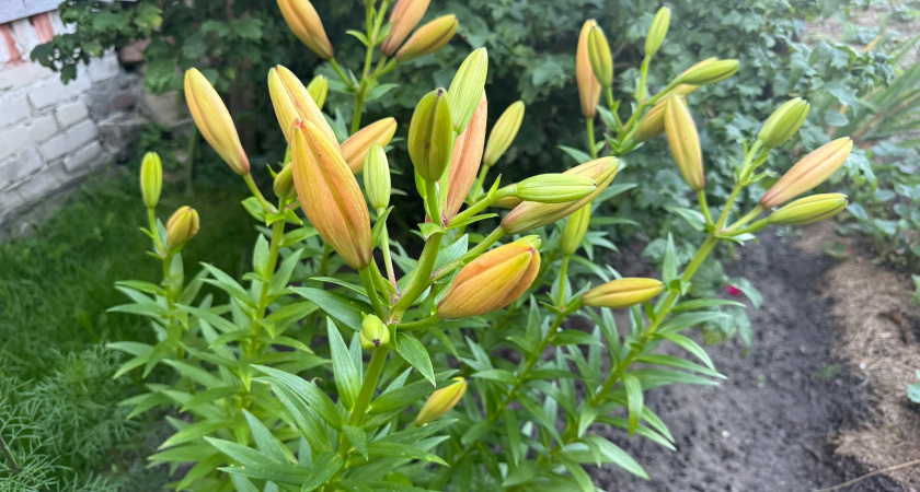 Втыкаю луковицы в грунт в начале сентября— с наступлением весны зацветают быстрее тюльпанов