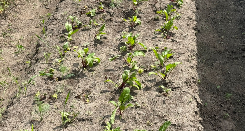 Золотая осень для грядки: как за месяц до первого снега сделать почву в разы плодороднее