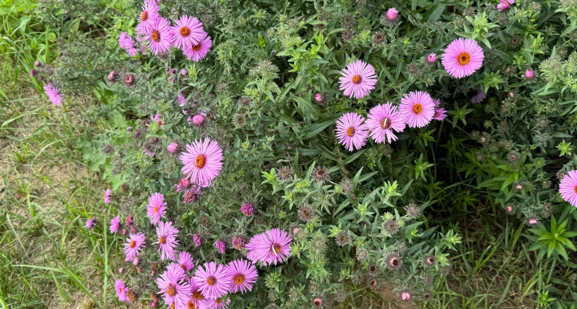 Отказался от петунии ради 4 ампельных цветов. За 15 лет выращивания нашел идеальную замену