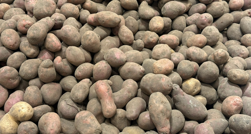 Это соседство поможет сделать картофель необычайно крупным: мало кто обладает этим знанием