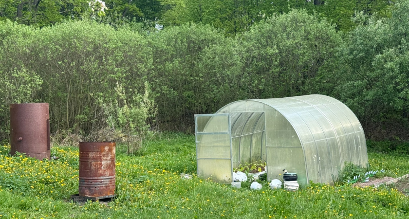 Поможет от плесени и белокрылки — дешёвое аптечное средство: в теплице будет стерильно, как в больнице