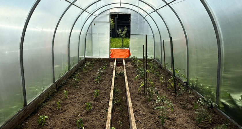Сделайте землю в теплице плодородной и мягкой: как помочь почве в сентябре после сбора урожая