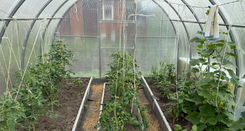 Когда томаты и картофелем переболели фитофторой — обеззараживание первым делом: 3 метода оздоровления почвы