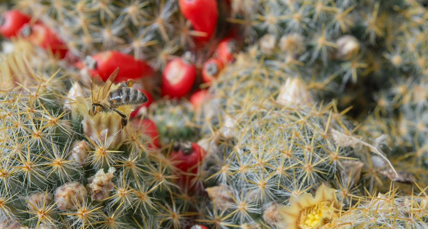 Плоды съедобных кактусов созрели в воронежском Ботаническом саду