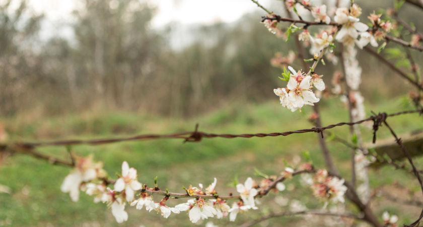 Яблоня зацвела в сентябре в Воронежской области
