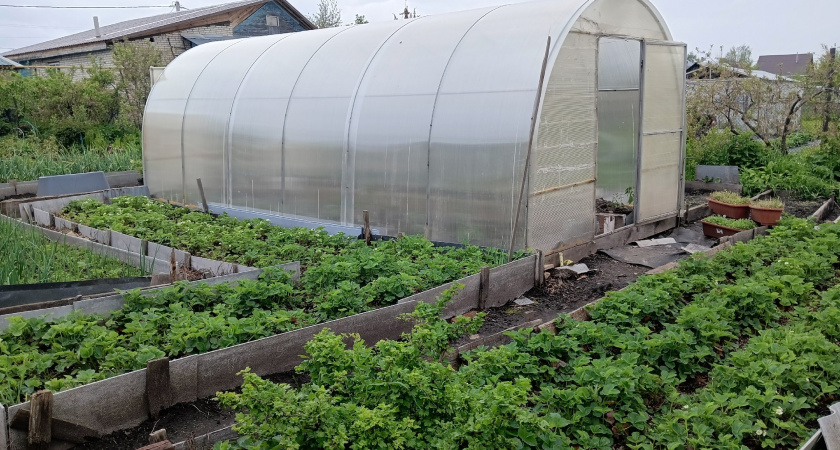 Как правильно обработать теплицу после дачного сезона от фитофтороза и кладоспориоза: победа над болезнями