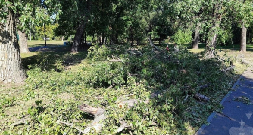 Бастрыкин требует отчёт по делу о травмах горожан из-за упавшей ветки в воронежском парке