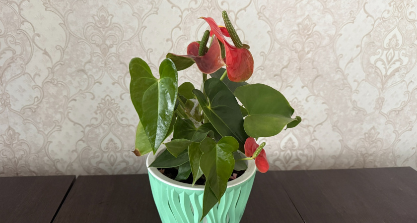 2 ложки под куст в сентябре— даже самый чахлый антуриум оживёт: будет давать по 2 цветка в день