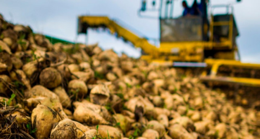 Воронежские аграрии собрали рекордные 1,2 миллиона тонн сахарной свеклы