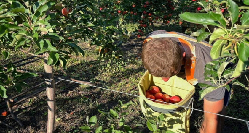 Тридцать студентов ВГАУ участвуют во всероссийской акции по сбору яблок