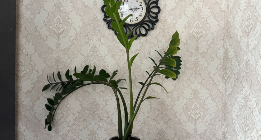 Растворяю 3 капли в воде и поливаю замиокулькас: новые побеги цветок начинает давать каждый день