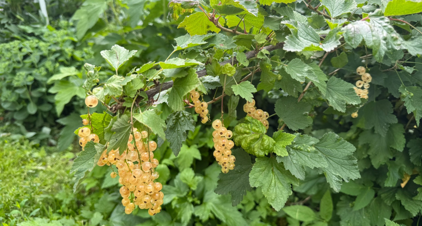 Смородина, малина, крыжовник: как правильно обрезать ягодные кустарники осенью