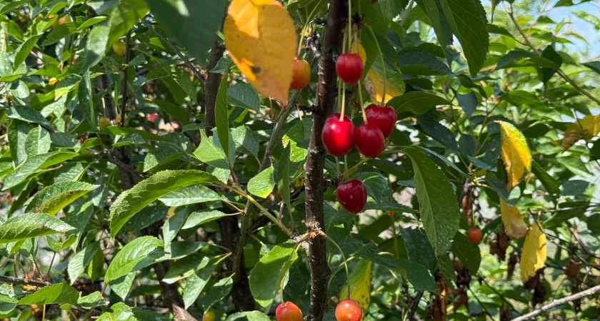 Подкормка для вишни в сентябре: как сделать урожай крупным и сладким и помочь дереву легко пережить зиму