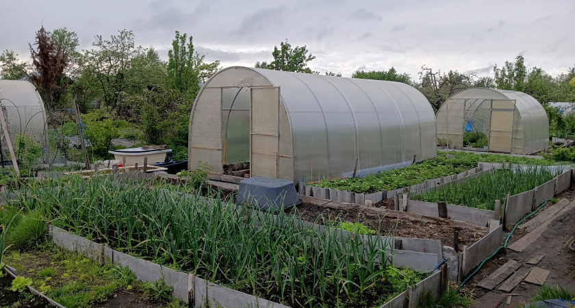 Чем обработать землю, если летом растения болели