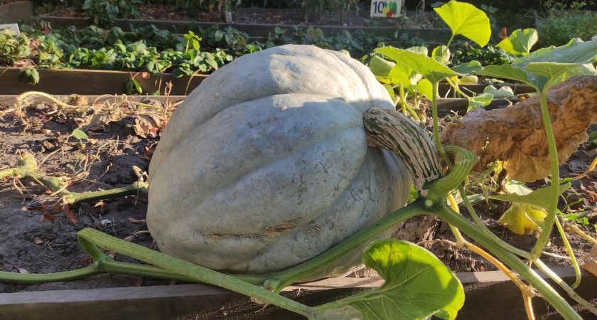 Метод «бабушкиного одеяла»: как сохранить с сентября до апреля — всегда помогает