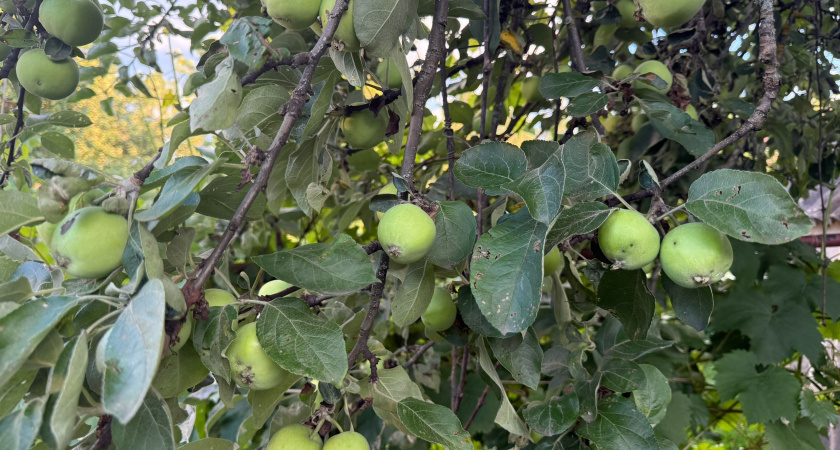 Подкормка яблонь осенью: как и что вносить — главный вопрос - делать это в сентябре или дождаться октября