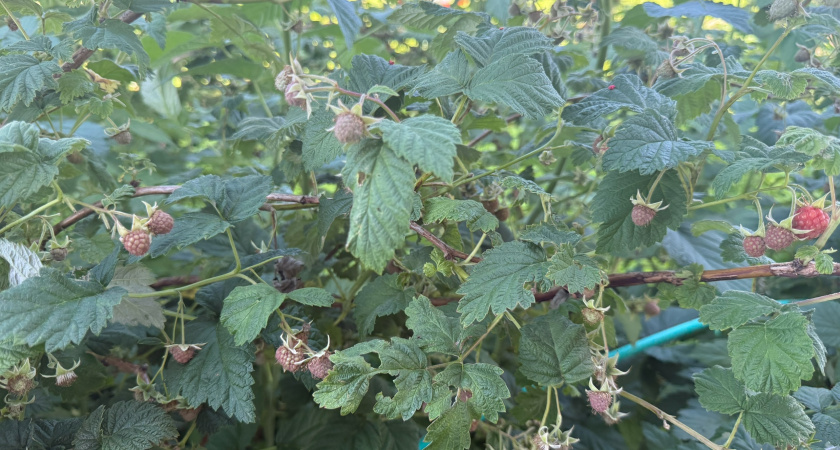 Осенняя обрезка малины для щедрого урожая весной – вот как делают опытные садоводы
