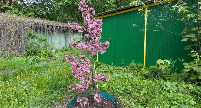 Навоз больше не понадобится: что действительно нужно вашим деревьям