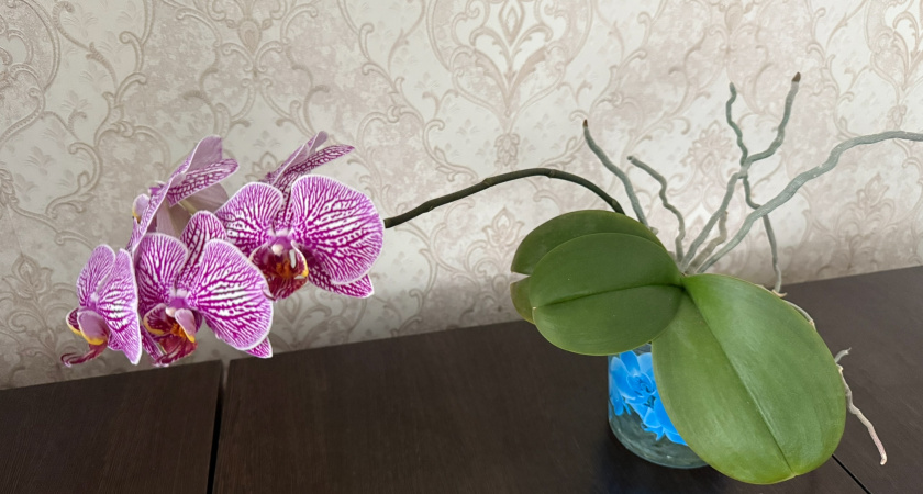 Почему орхидея отказывается цвести: 3 причины капризов и как решить проблему