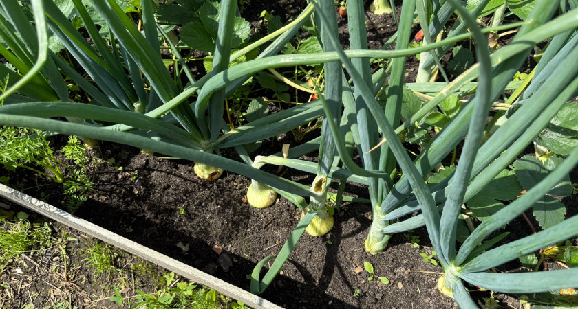 Используйте солёную воду для полива лука: и вы забудете о луковой мухе до конца сезона